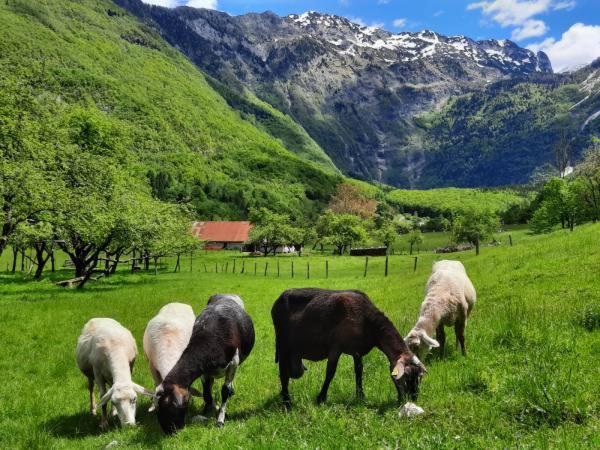 Apartment Pretner, Lepena Soča Exteriör bild